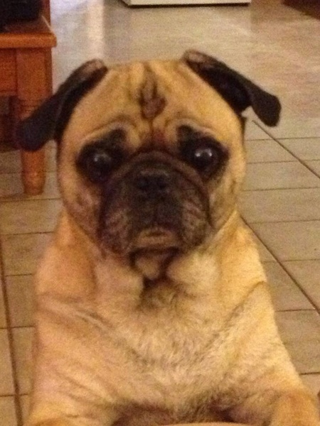 Chip