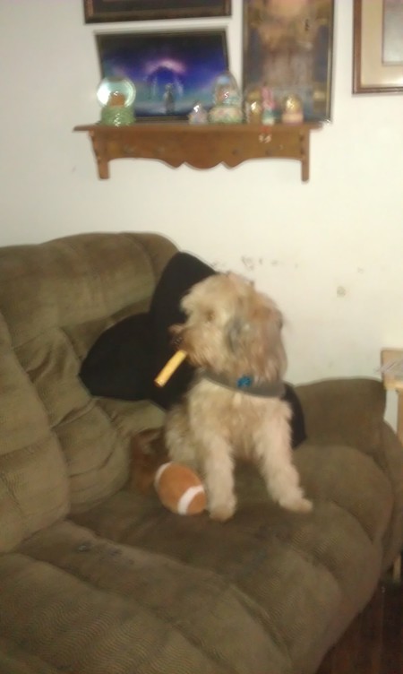 Bear