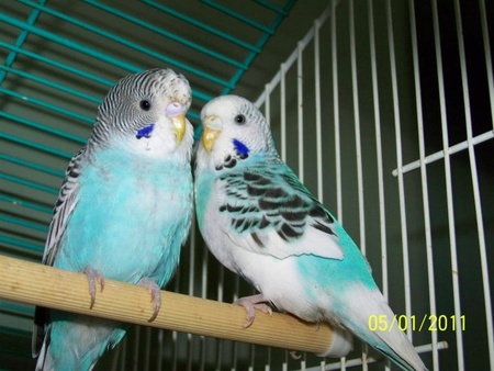 Kevin and Pearl