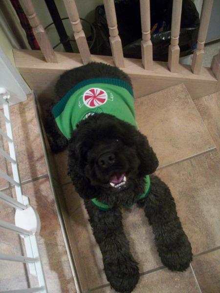 Amandas little buddy ( buddy )