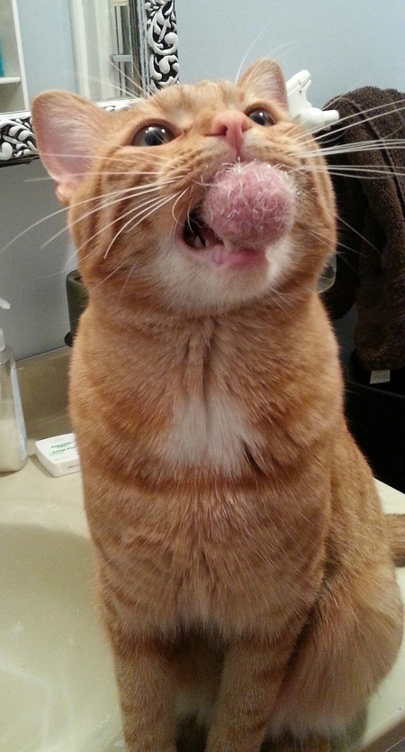 Sheamus