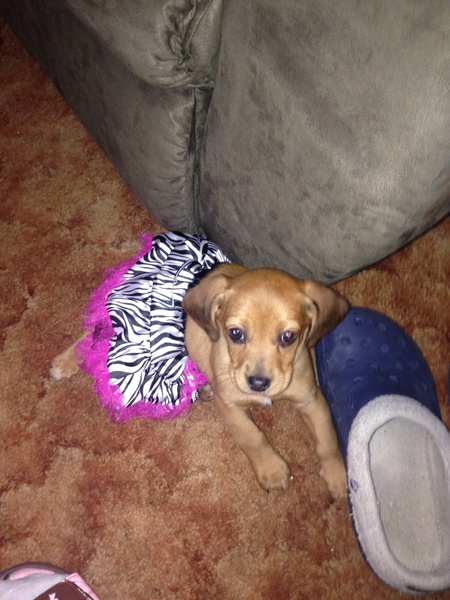 Lola