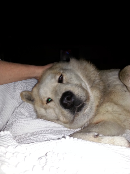 Buddy