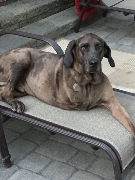 Mr. Moose