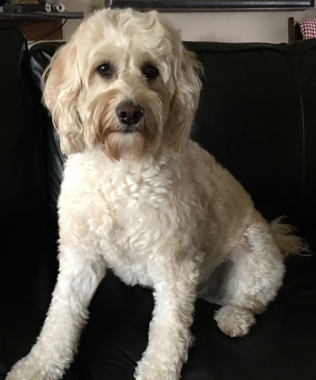 Bailey