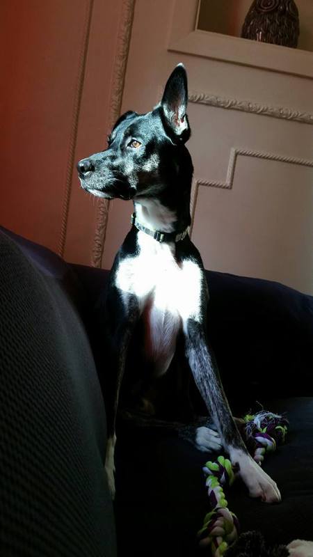 Oscar