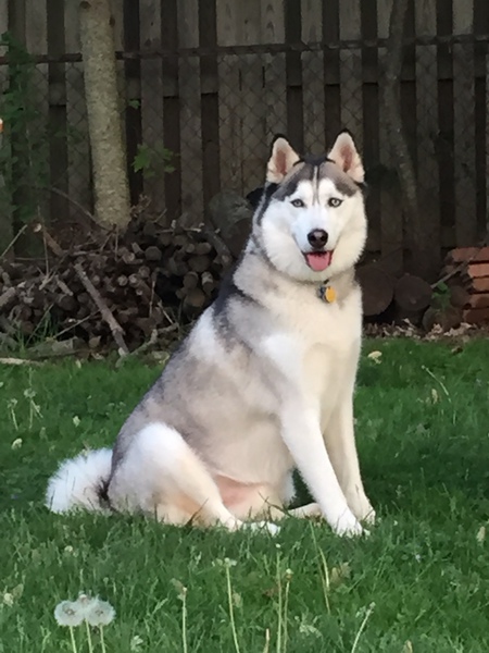 Luka 