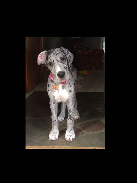 Ottie