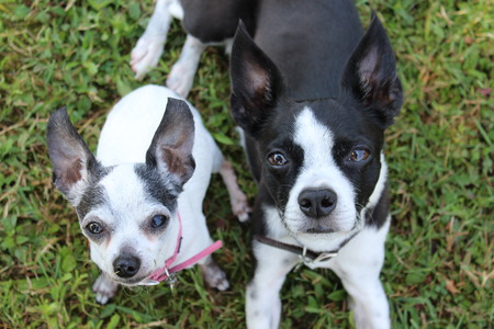 Patita & Cash