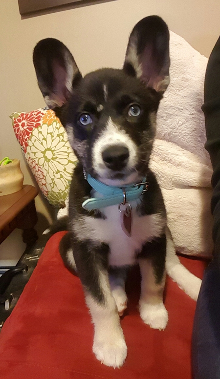 Gracie