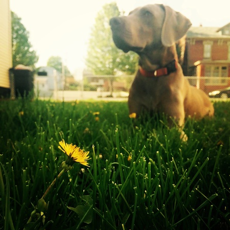 Champer Scamper Leaper