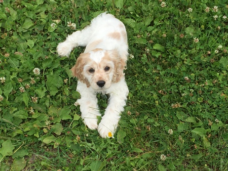 Daisy