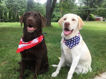 "Emma" is the Chocolate Lab and "Fenwick" is the Yellow Lab