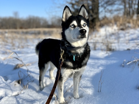 Cy (Scout)