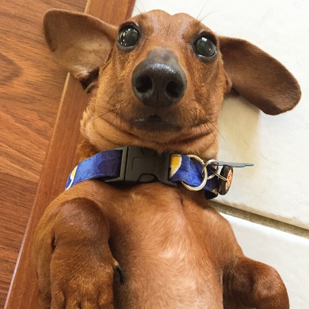 Jack The Blind Dachshund 