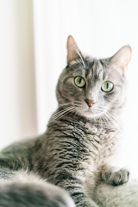 Kahlua