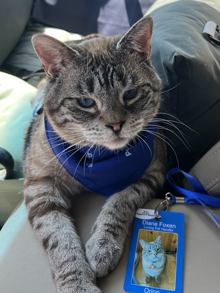 Orion the therapy cat