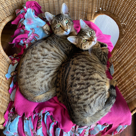 Simba and Penny