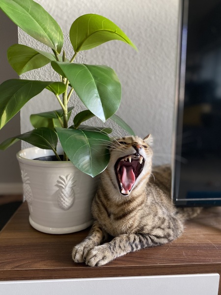 Simba