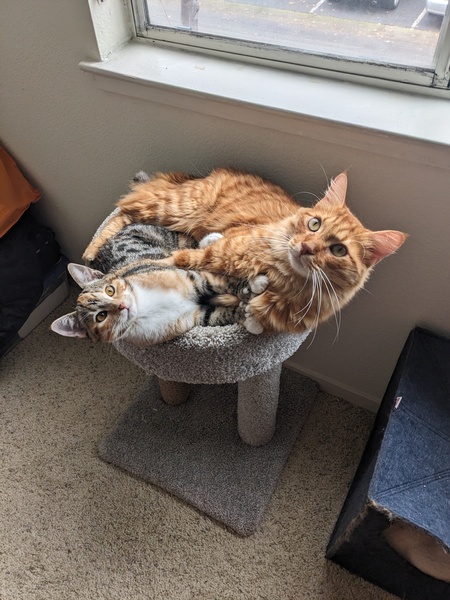 Clover and Toulouse