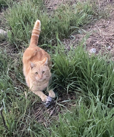 Ted - My favorite colony cat