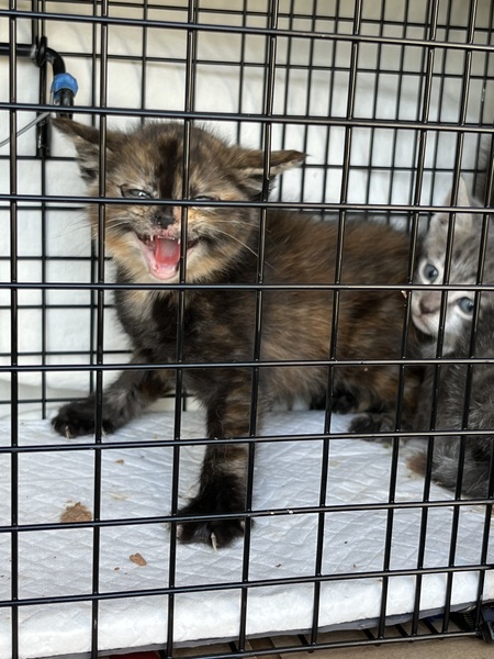 Littlens were tamed for adoption