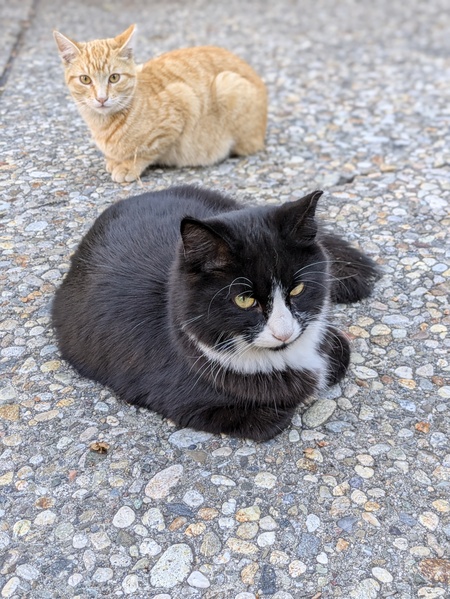 Ding Dong and Fanta (helped TNR and now feed them)