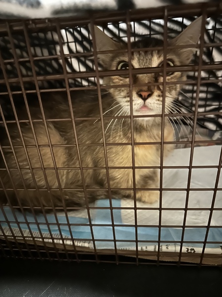 Miss Surprised