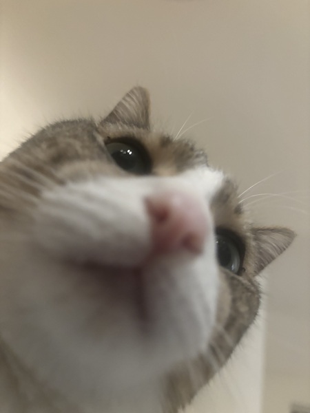 Beanu