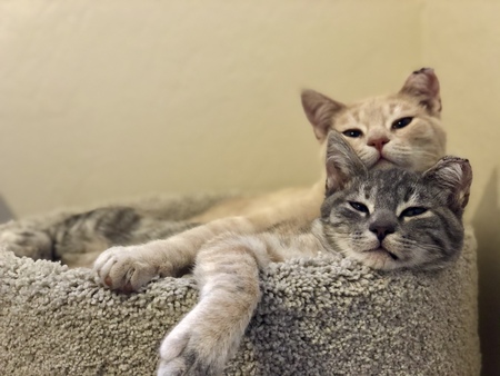 Orange Boy & Girlie