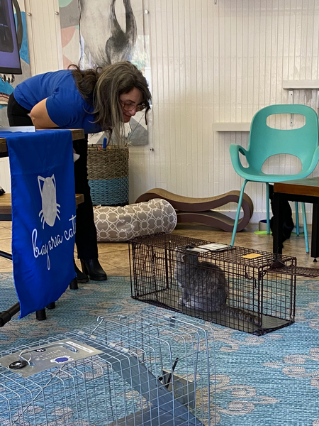 Bay Area Cats volunteer
