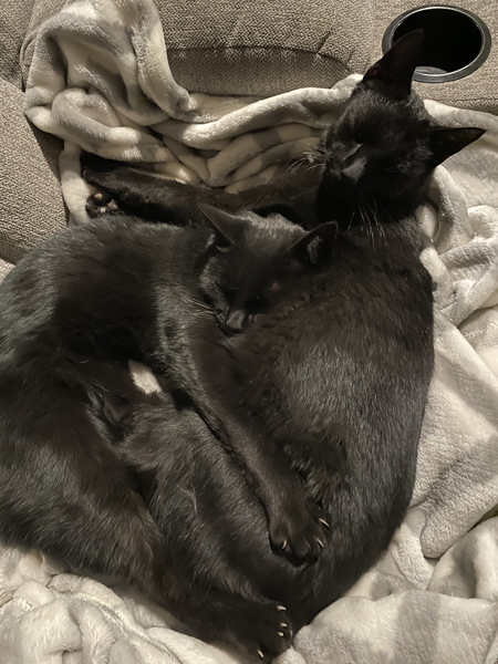 Bollio and Telera