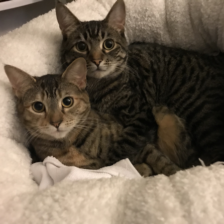 Pumpkin and Curry