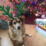 Entry image for Cookie