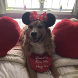 Entry image for Cookie
