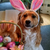 Entry image for Cookie
