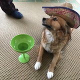Entry image for Cookie 