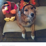 Entry image for Cookie 