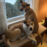 Entry image for Maylee & Poppy