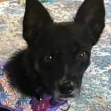 Entry image for Gigi