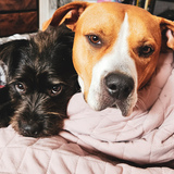 Entry image for Buddy and Willow