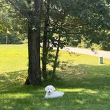 Entry image for Chase (formerly Nova)