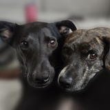 Entry image for Evie & Gracie