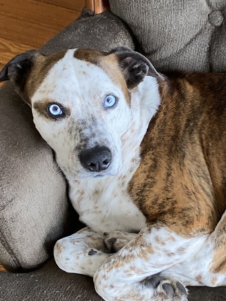 Entry image for Blue. Clicking this image will show a larger photo