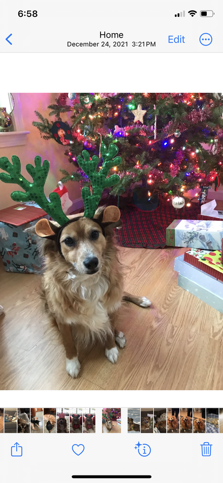 Entry image for Cookie. Clicking this image will show a larger photo