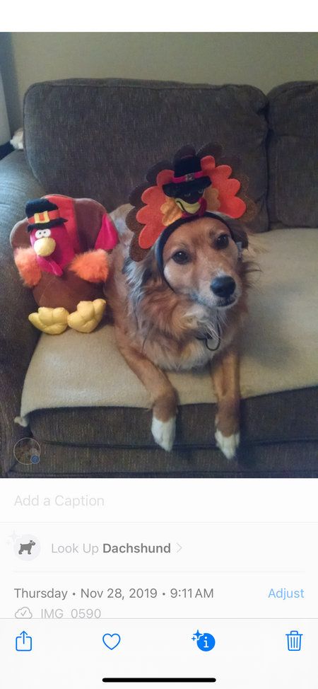 Entry image for Cookie . Clicking this image will show a larger photo