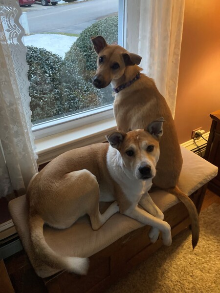 Entry image for Maylee & Poppy. Clicking this image will show a larger photo