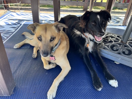 Entry image for Zoey & Rex. Clicking this image will show a larger photo