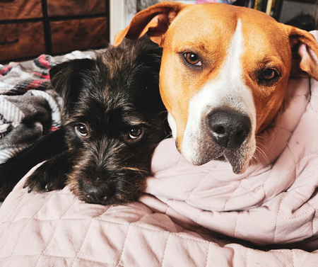 Entry image for Buddy and Willow. Clicking this image will show a larger photo