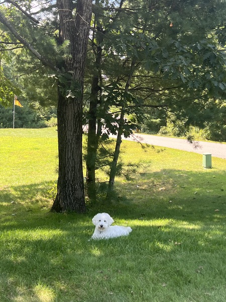 Entry image for Chase (formerly Nova). Clicking this image will show a larger photo